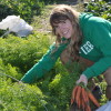 Apprentice farmer harvesting carrots