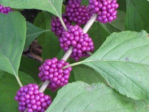 Cover photo for Getting Dirty in Your Garden, Extension Master Gardener Radio Show and Podcast-Interview-East Chapel Hill HS Pollinator Garden