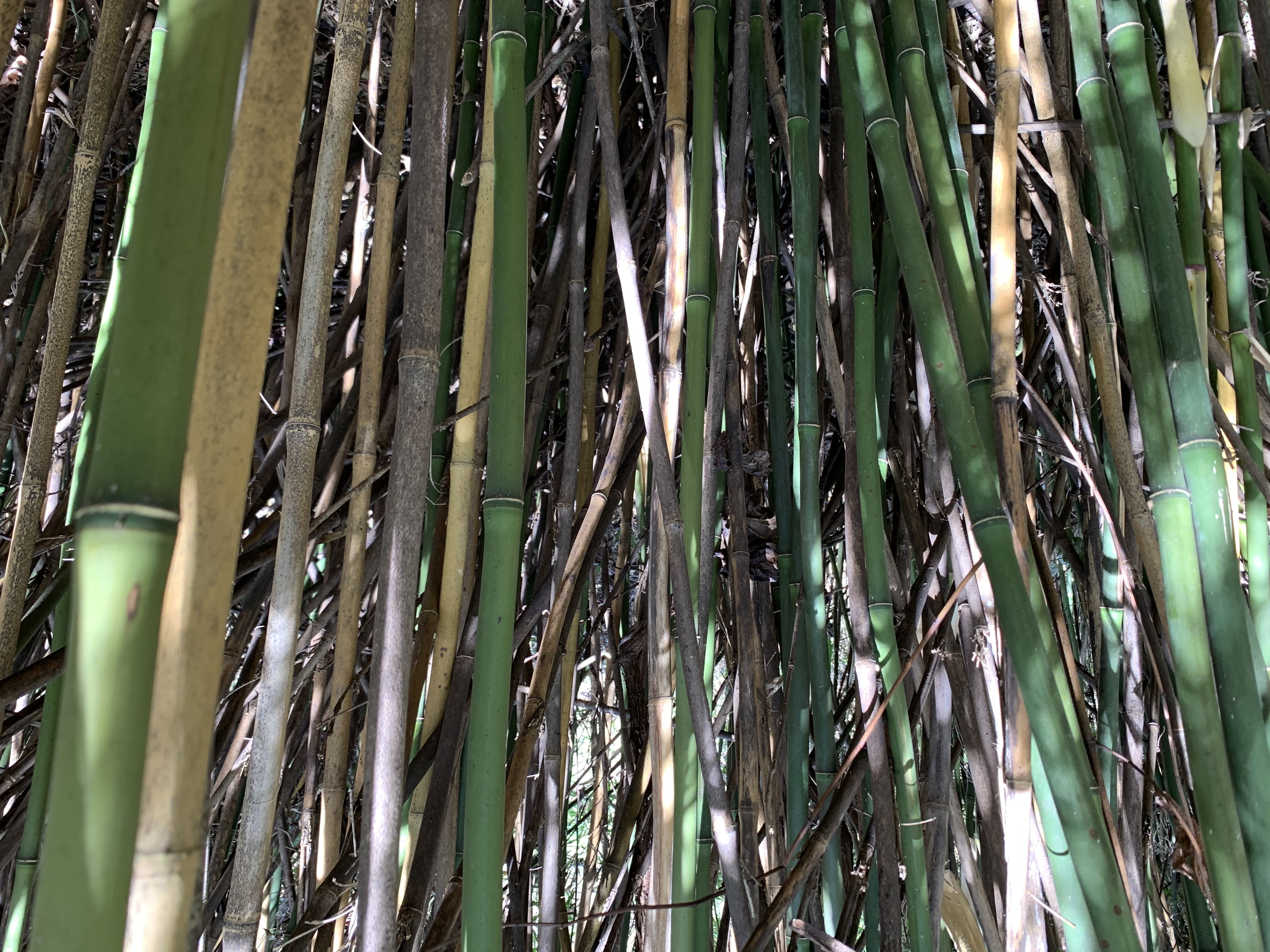 Close up of dense culms of rivercane, a native bamboo, both alive and dead