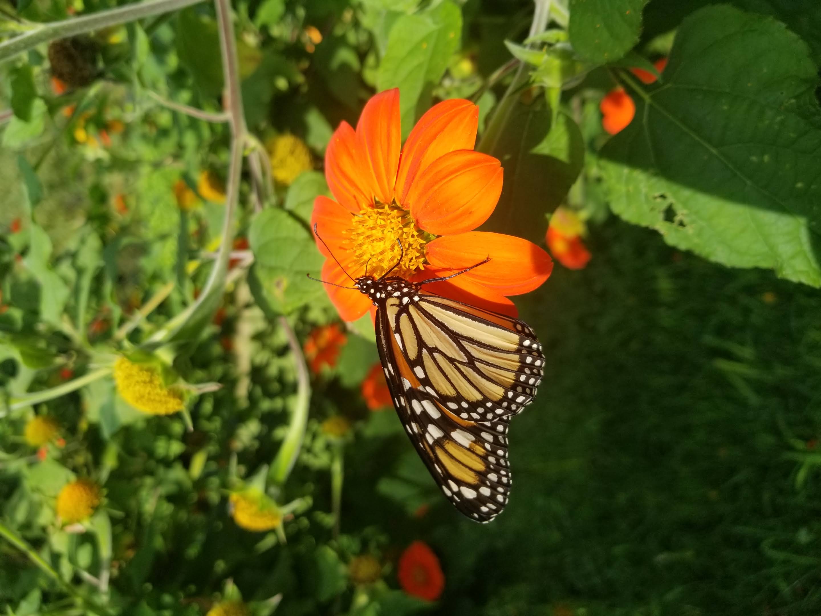 Butterfly on Mexican sunflower