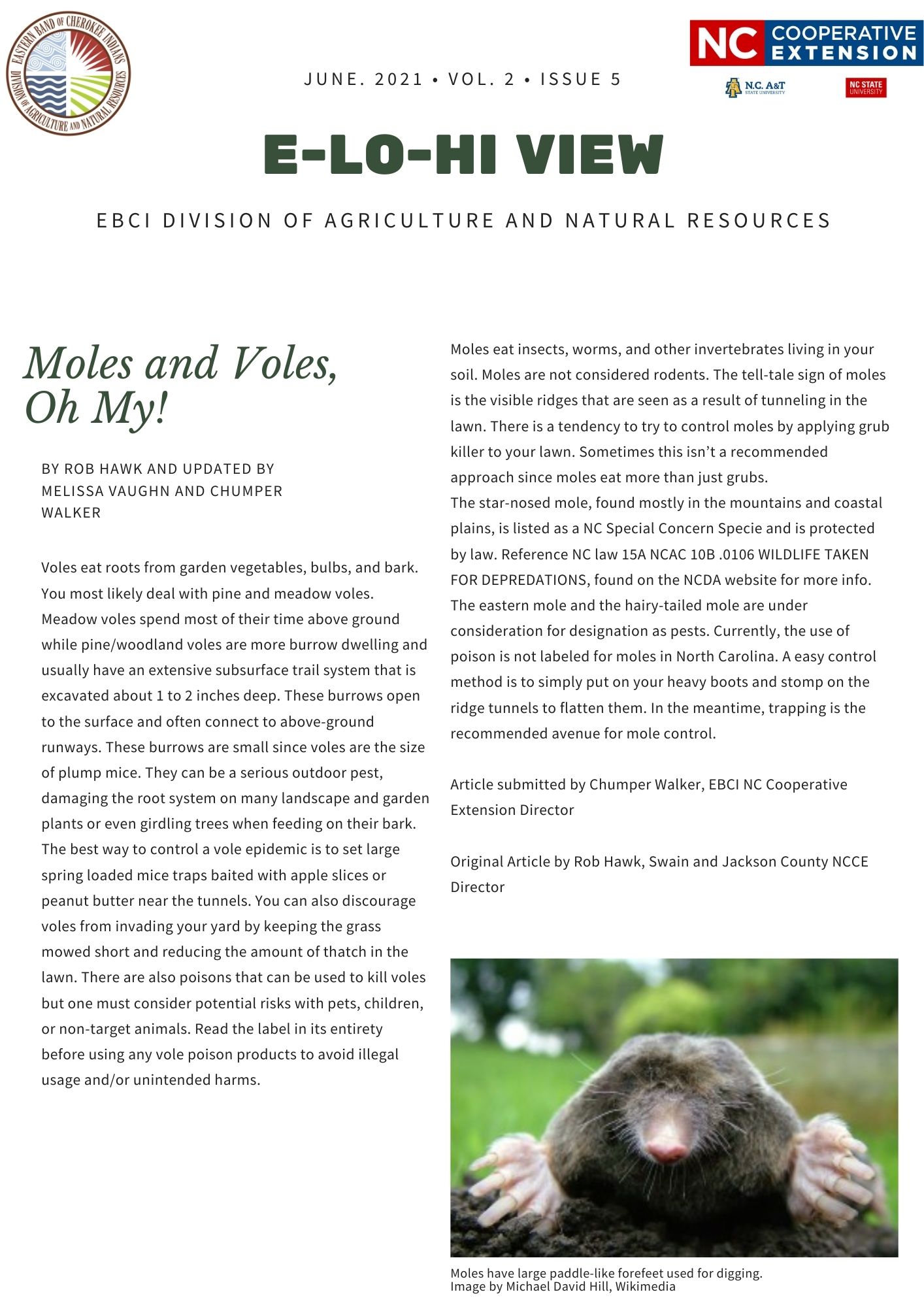 Moles and Voles, Oh My! — Written By Rob Hawk and updated by Melissa Vaughn and Chumper Walker   Woodland or Pine Vole   rodent   Voles eat roots from garden vegetables, bulbs, and bark. You most likely deal with pine and meadow voles. Meadow voles spend most of their time above ground while pine/woodland voles are more burrow dwelling and usually have an extensive subsurface trail system that is excavated about 1 to 2 inches deep. These burrows open to the surface and often connect to above-ground runways. These burrows are small since voles are the size of plump mice. They can be a serious outdoor pest, damaging the root system on many landscape and garden plants or even girdling trees when feeding on their bark. The best way to control a vole epidemic is to set large spring loaded mice traps baited with apple slices or peanut butter near the tunnels. You can also discourage voles from invading your yard by keeping the grass mowed short and reducing the amount of thatch in the lawn. There are also poisons that can be used to kill voles but one must consider potential risks with pets, children, or non-target animals. Read the label in its entirety before using any vole poison products to avoid illegal usage and/or unintended harms. Mole   Moles have large paddle-like forefeet used for digging. Image by Michael David Hill, Wikimedia   Moles eat insects, worms, and other invertebrates living in your soil. Moles are not considered rodents. The tell-tale sign of moles is the visible ridges that are seen as a result of tunneling in the lawn. There is a tendency to try to control moles by applying grub killer to your lawn. Sometimes this isn’t a recommended approach since moles eat more than just grubs. The star-nosed mole, found mostly in the mountains and coastal plains, is listed as a NC Special Concern Specie and is protected by law. Reference NC law 15A NCAC 10B .0106 WILDLIFE TAKEN FOR DEPREDATIONS, found on the NCDA website for more info. The eastern mole and the hairy-tailed mole are under consideration for designation as pests. Currently, the use of poison is not labeled for moles in North Carolina. A easy control method is to simply put on your heavy boots and stomp on the ridge tunnels to flatten them. In the meantime, trapping is the recommended avenue for mole control. Article submitted by Chumper Walker, EBCI N.C. Cooperative Extension Director   Original Article by Rob Hawk, Swain and Jackson County NCCE Director    