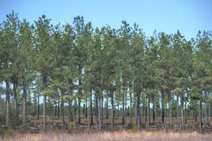 Cover photo for Register Now for Free Forest Carbon Workshop in Pittsboro