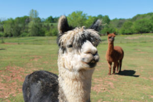 Alpacas at Black Tulip Alpaca Farm in Chatham County.