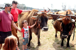 oxen team with kids