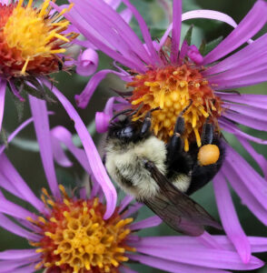 Bumble bee on New England aster.