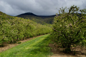 Apple orchard