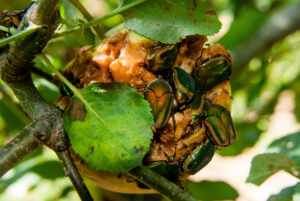 Green June beetles