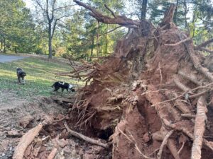 Fallen Tree after Hurricane Helene