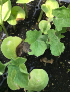 Cover photo for Gummy Stem Blight Detected in Watermelon Transplants in North Carolina