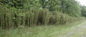 Native river cane on the edge of a mowed field