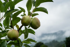 Apples on a tree