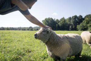 Cover photo for From Pentagon to Pasture- Fidelis Fields Farm