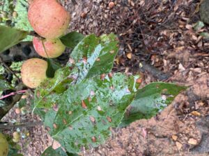 GLS and bitter rot on 'Gala' apple tree during rain