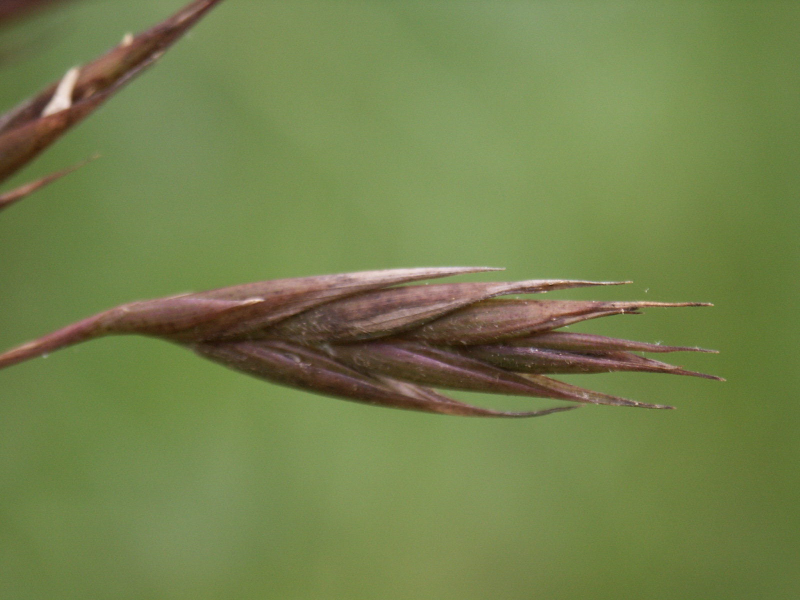 Rivercane flower. Brownish in color and resembling a short spike of wheat.